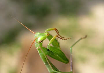 Green mantis №23299
