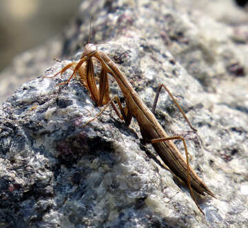 Mantis hiding on rock №23339
