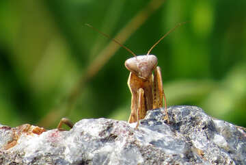 Mantis peeking from behind rock №23337