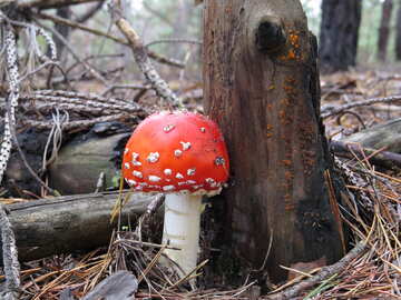 Amanita mushroom №23858