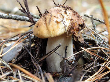 Mushroom №23165