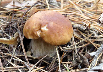 Mushroom  №23171