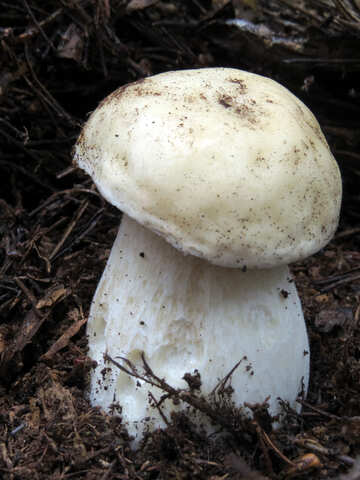Mushroom №23853