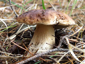 Beautiful white mushroom №23160