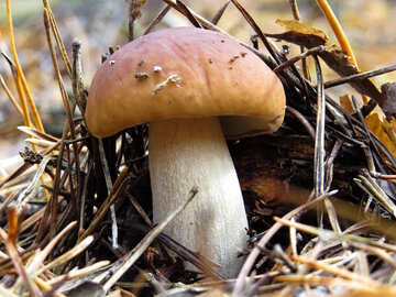 Beautiful white mushrooms №23167