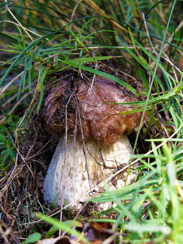 Best mushroom №23126