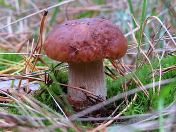 Best mushroom №23224
