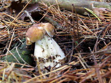 Mushroom cultivation №23870