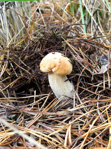 Funny white mushrooms №23175