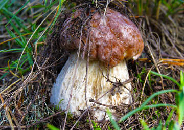 Search mushrooms №23124