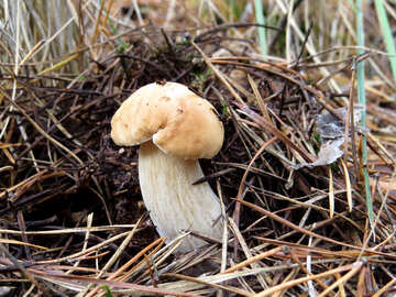 A small white mushroom №23174
