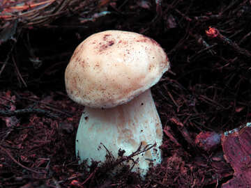 Tasty white Mushroom  №23852