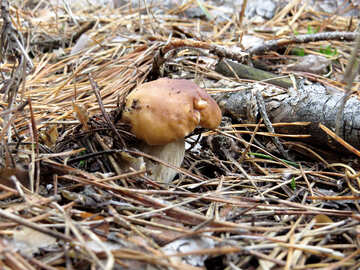 White mushrooms under the branch №23172