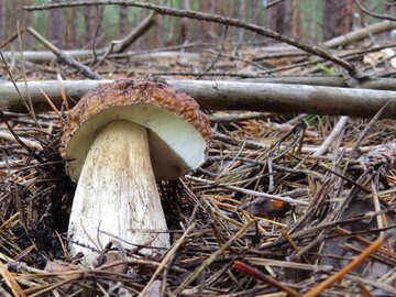 Mushroom white