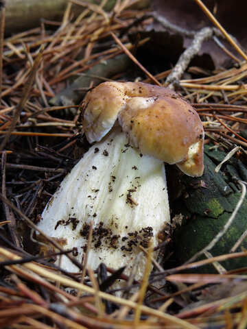 Jeune champignon blanc №23871