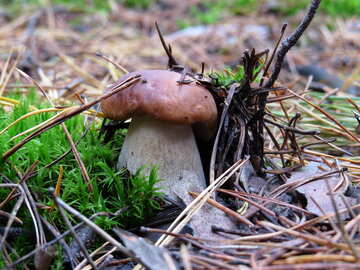 Edible Mushroom №23232