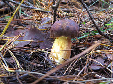 Edible mushroom with brown hat №23864