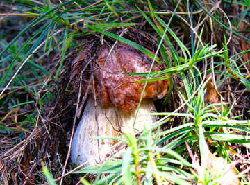 Floresta de cogumelos №23128