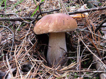 Mushroom Forest №23157