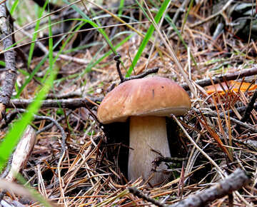 Mushroom in the forest №23158