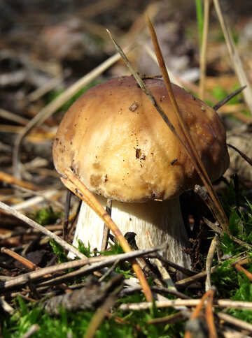 Bianco fungo nella foresta №23122
