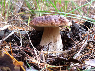 Weißer Pilz im Wald №23163