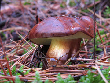 Imleria badia mushroom №23264