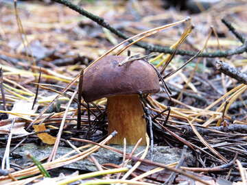 Funghi con cappello marrone №23242
