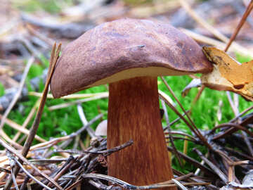 Landlord mushroom №23210