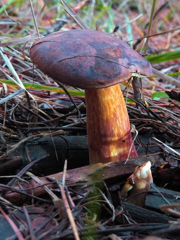 Largest Polish mushroom №23851
