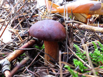 Polish mushroom №23152