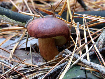 Polish mushroom growing in the needles №23213