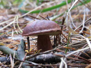 Polish mushroom №23233