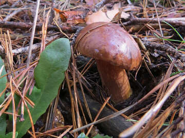 Polish mushroom №23267