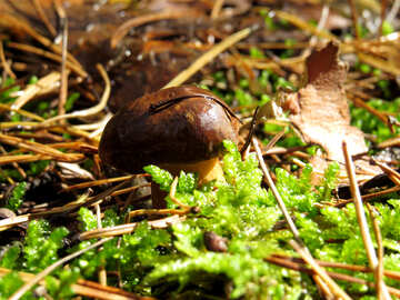 Polish mushroom №23276