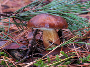 Polish mushroom №23284