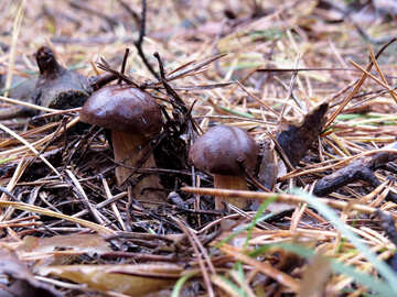 Маленькі польські гриби №23285