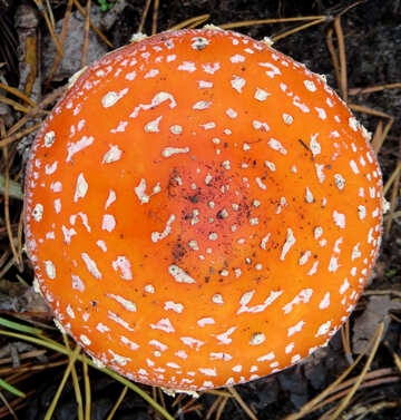 Cap mushroom №23863