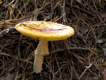 Fly agaric mushroom №23106