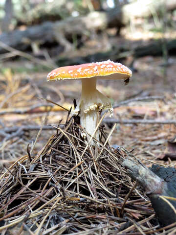 Fly agaric in the forest №23117