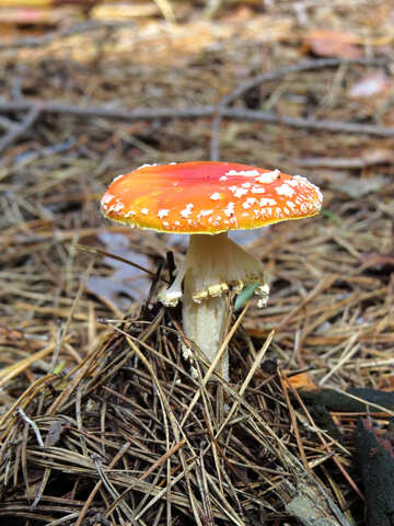Forest mushroom №23115