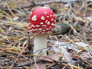 Young red fly agaric №23229