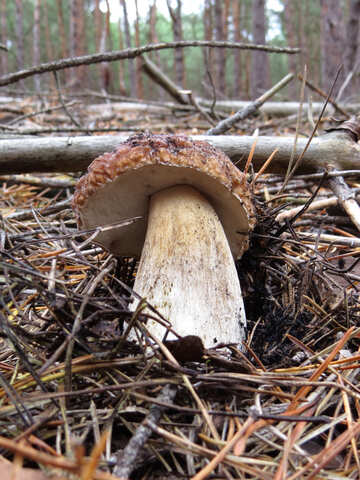 Білий гриб в лісі №23860
