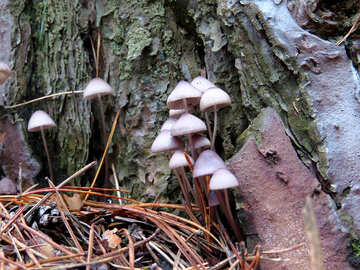 Harmful fungi №23215