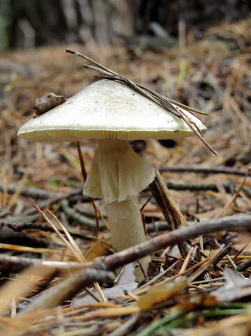 The most dangerous mushroom №23192
