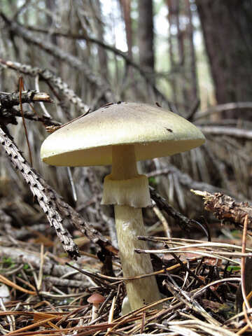 Poison Mushroom №23138