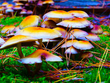 Mushroom poisoning №23235