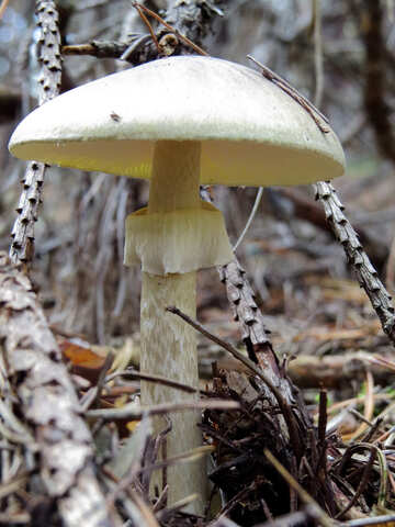 Poisonous Mushroom №23135