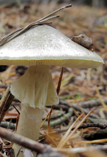 Poisonous Mushroom №23191