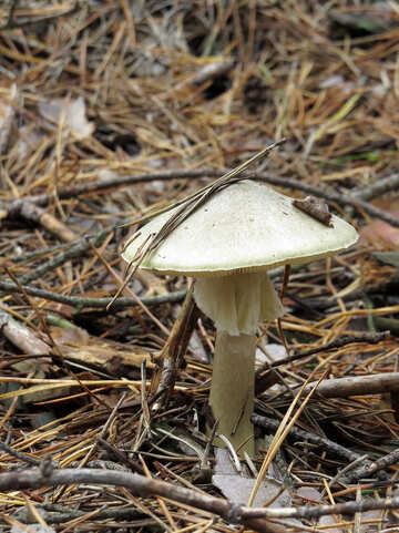 Poisonous Mushroom №23195